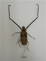 藏品(長腳天牛)的圖片